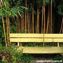 Phyllostachys aureosulcata Aureocaulis copyright www.PerkGroen.nl